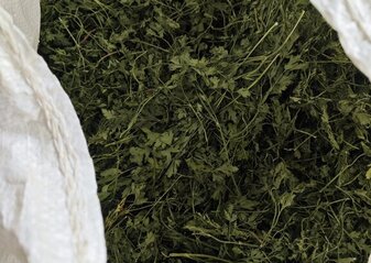 Suszona pietruszka w białym worku z gospodarstwa ekologicznego Kornino