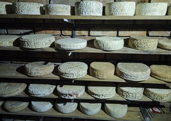 Półki z serami długo dojrzewającymi w piwniczce w gospodarstwie Pod Lasem w Koźlikach