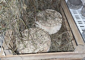 W drewnianej skrzynce na sienie dojrzewają sery