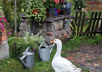 Stara studnia z kamienia z drewnianym daszkiem. Za nią drewniany płot. Wokół dużo zieleni, kwiatów, przed studnią stoją dwie metalowe konewki i gęś.