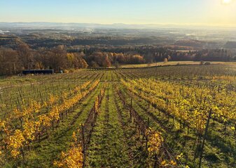 Widok przedstawiający winorośla rosnące na słonecznym stoku w Winnicy Widokowej Komboria