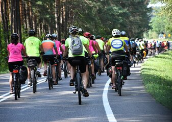 Duża grupa rowerzystów jedzie szosą przez las. Są sfotografowani od tyłu